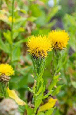 Gulklint Centaurea macrocephala 5-10 i kruka P9 Centaurea macrocephala