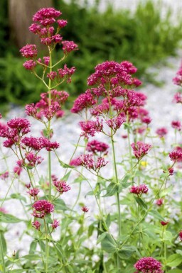 Röd sporre Centranthus ruber 5-10 i kruka P9 Centranthus ruber