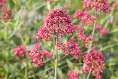 Röd sporre Centranthus ruber 5-10 i kruka P9 Centranthus ruber