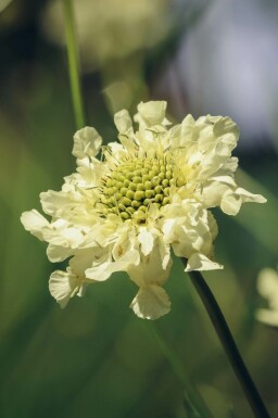 Jättevädd Cephalaria gigantea 5-10 i kruka P9 Cephalaria gigantea