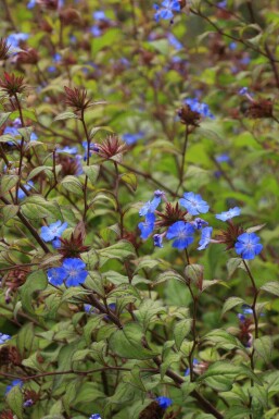 Blå blyblomma Ceratostigma willmottianum 5-10 i kruka P9 Ceratostigma willmottianum