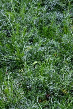 Kamomill Chamaemelum nobile 'Treneague' 5-10 i kruka P9 Chamaemelum nobile 'Treneague'