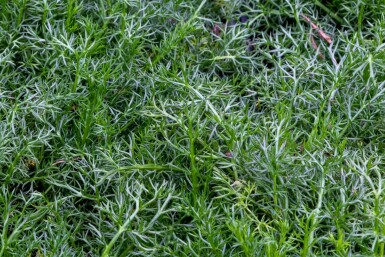 Kamomill Chamaemelum nobile 'Treneague' 5-10 i kruka P9 Chamaemelum nobile 'Treneague'