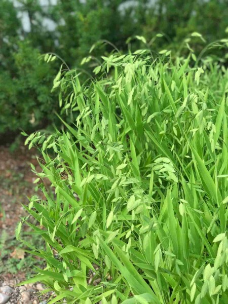 Chasmanthium latifolium