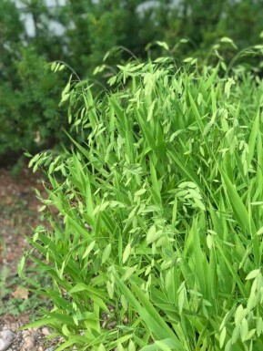 Vildhavre Chasmanthium latifolium 5-10 i kruka P9 Chasmanthium latifolium