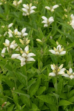 Sköldpaddsört Chelone obliqua 'Alba' 5-10 i kruka P9 Chelone obliqua 'Alba'