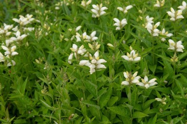 Sköldpaddsört Chelone obliqua 'Alba' 5-10 i kruka P9 Chelone obliqua 'Alba'