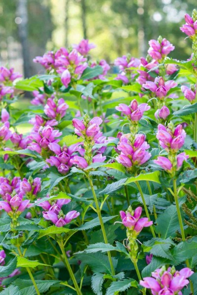 Sköldpaddsört Chelone obliqua 5-10 i kruka P9 Chelone obliqua