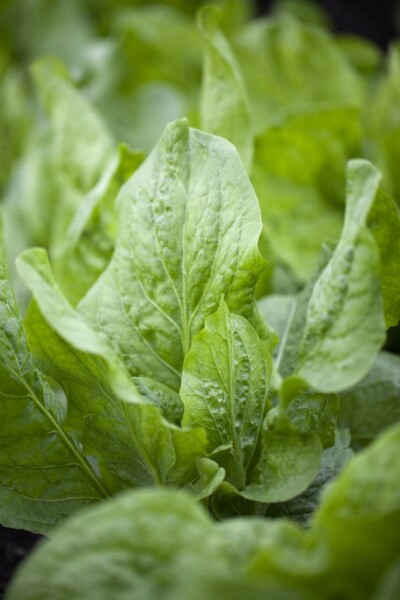 Cikoria Cichorium intybus 5-10 i kruka P9 Cichorium intybus