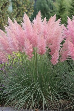 Pampasgräs Cortaderia selloana 'Rosea' 5-10 i kruka P9 Cortaderia selloana 'Rosea'