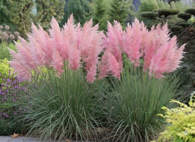 Pampasgräs Cortaderia selloana 'Rosea' 5-10 i kruka P9 Cortaderia selloana 'Rosea'
