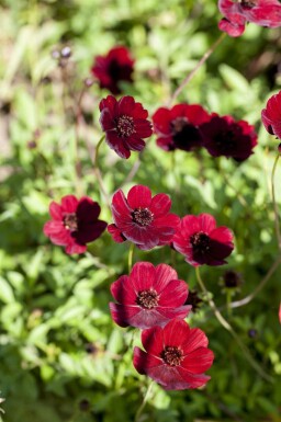 Chokladblomma Cosmos atrosanguineus 5-10 i kruka P9 Cosmos atrosanguineus