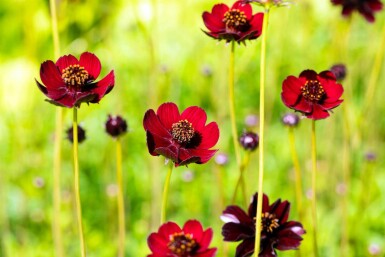 Chokladblomma Cosmos atrosanguineus 5-10 i kruka P9 Cosmos atrosanguineus