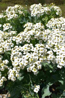 Strandkål Crambe maritima 5-10 i kruka P9 Crambe maritima