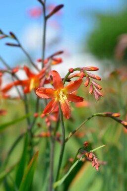 Montbretia Crocosmia x crocosmiiflora 'Carmine Brilliant' 5-10 i kruka P9 Crocosmia x crocosmiiflora 'Carmine Brilliant'
