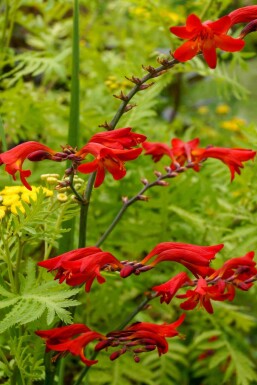 Montbretia Crocosmia x crocosmiiflora 'Emberglow' 5-10 i kruka P9 Crocosmia x crocosmiiflora 'Emberglow'