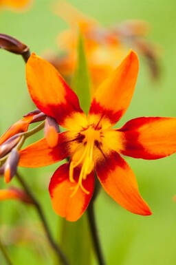 Montbretia Crocosmia x crocosmiiflora 'Emily McKenzie' 5-10 i kruka P9 Crocosmia x crocosmiiflora 'Emily McKenzie'