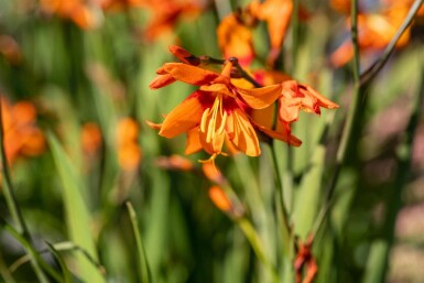 Montbretia Crocosmia x crocosmiiflora 'Emily McKenzie' 5-10 i kruka P9 Crocosmia x crocosmiiflora 'Emily McKenzie'