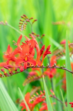 Montbretia Crocosmia x crocosmiiflora 'Lucifer' 5-10 i kruka P9 Crocosmia x crocosmiiflora 'Lucifer'