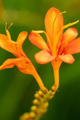 Kronlilja Crocosmia masoniorum 5-10 i kruka P9 Crocosmia masoniorum