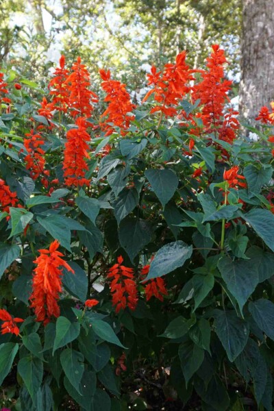 Kronlilja Crocosmia x crocosmiiflora 'Red King' 5-10 i kruka P9 Crocosmia x crocosmiiflora 'Red King'