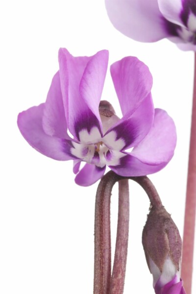 Vintercyklamen Cyclamen coum 5-10 i kruka P9 Cyclamen coum