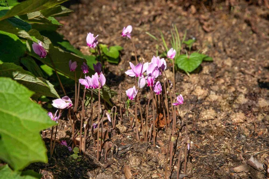 Höstcyklamen Cyclamen hederifolium 5-10 i kruka P9 Cyclamen hederifolium
