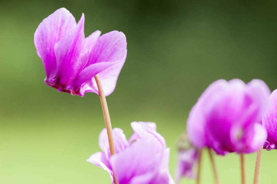Höstcyklamen Cyclamen hederifolium 5-10 i kruka P9 Cyclamen hederifolium