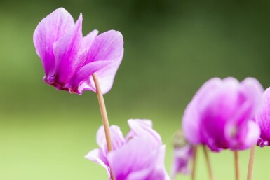 Höstcyklamen Cyclamen hederifolium 5-10 i kruka P9 Cyclamen hederifolium