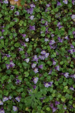 Murreva Cymbalaria muralis 5-10 i kruka P9 Cymbalaria muralis