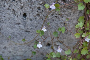 Murreva Cymbalaria muralis 5-10 i kruka P9 Cymbalaria muralis
