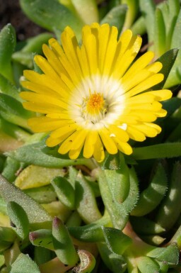 Fetblad Delosperma congestum 5-10 i kruka P9 Delosperma congestum