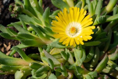 Fetblad Delosperma congestum 5-10 i kruka P9 Delosperma congestum