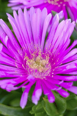 Isört Delosperma cooperi 5-10 i kruka P9 Delosperma cooperi