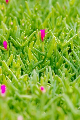 Isört Delosperma cooperi 5-10 i kruka P9 Delosperma cooperi