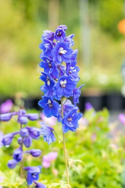 Riddarsporre Delphinium pacific 'Blue Bird' 5-10 i kruka P9 Delphinium pacific 'Blue Bird'