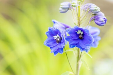 Riddarsporre Delphinium pacific 'Blue Bird' 5-10 i kruka P9 Delphinium pacific 'Blue Bird'