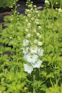 Delphinium pacific 'Galahad'