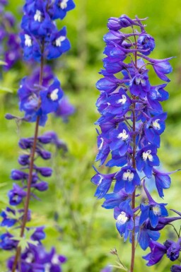 Riddarsporre Delphinium pacific 'King Arthur' 5-10 i kruka P9 Delphinium pacific 'King Arthur'