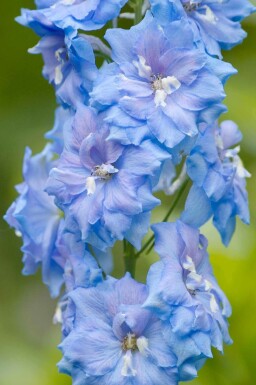 Riddarsporre Delphinium pacific 'Summer Skies' 5-10 i kruka P9 Delphinium pacific 'Summer Skies'