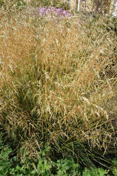 Deschampsia cespitosa 'Palava'
