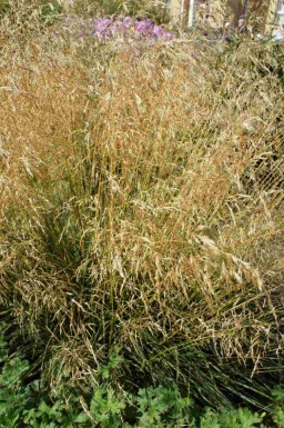 Tuvtåtel Deschampsia cespitosa 'Palava' 5-10 i kruka P9 Deschampsia cespitosa 'Palava'