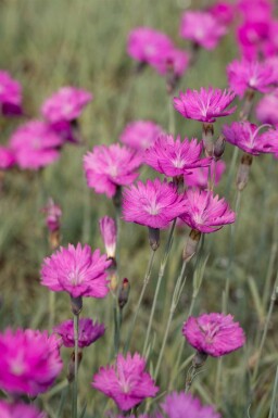 Karthuansk nejlik Dianthus carthusianorum 5-10 i kruka P9 Dianthus carthusianorum