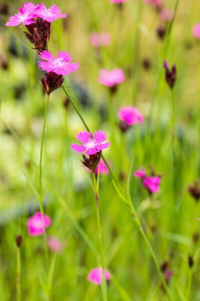 Dianthus carthusianorum