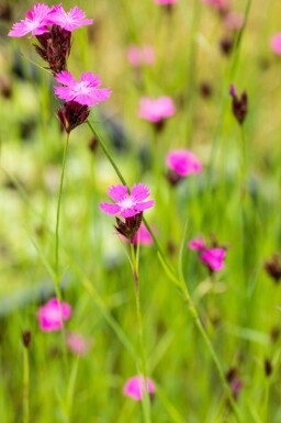Dianthus carthusianorum