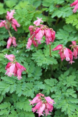 Fänrikshjärta Dicentra formosa 'Luxuriant' 5-10 i kruka P9 Dicentra formosa 'Luxuriant'