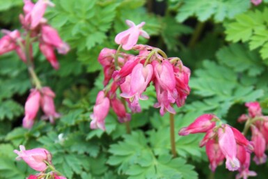 Fänrikshjärta Dicentra formosa 'Luxuriant' 5-10 i kruka P9 Dicentra formosa 'Luxuriant'