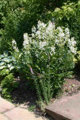 Moses brinnande buske Dictamnus albus 'Albiflorus' 5-10 i kruka P9 Dictamnus albus 'Albiflorus'