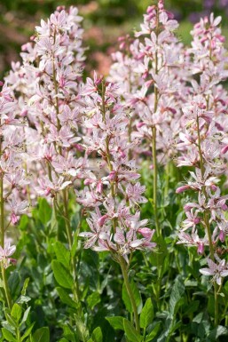 Moses brinnande buske Dictamnus albus 5-10 i kruka P9 Dictamnus albus