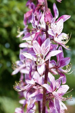 Moses brinnande buske Dictamnus albus 5-10 i kruka P9 Dictamnus albus